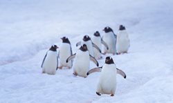 پنگوئن های قطب جنوب + تصاویر