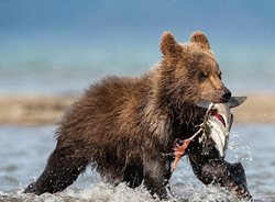 ماهیگیری دیدنی دو بچه خرس + تصاویر
