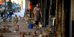 حضور حیوانات در شهرها پس از قرنطینه + تصاویر
