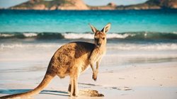 جزیره کانگورو در استرالیا؛ جاذبه ای هیجان انگیز و تماشایی