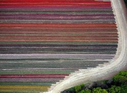 تصویر هوایی زیبا از مزرعه گل