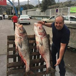 ماهی های 40 کیلویی صید شده از سفیدرود + عکس