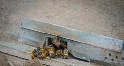تولید عسل طبیعی در دشت های گلپایگان + تصاویر