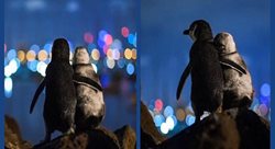 تصویری جالب از عاشقانه های پنگوئن
