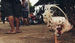 تصاویر هولناک از خروس بازی مرگبار در بالی!