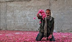 برداشت گل سرخ در خراسان جنوبی + تصاویر