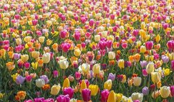 تصاویری از گل های لاله در هلند