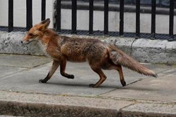 پرسه روباه در خیابان های لندن + عکس