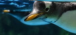 زندگی پنگوئن ها در غیاب انسان ها + عکسها
