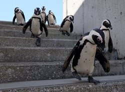قدم زدن پنگوئن ها در پارک + عکس