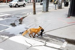 شکار سنجاب توسط روباه در خیابانهای تورنتو + عکس