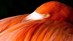دنیای فلامینگوها؛ پرندگان بزرگ جثه + عکسها