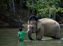 سواری گرفتن از فیل در رودخانه + تصویر