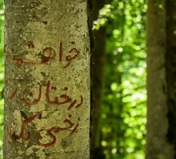 زخم هایی بر پیکر درختان راش + تصاویر