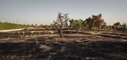 وقوع آتش سوزی در آبادترین نقطه باغستان سنتی قزوین
