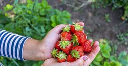 برداشت توت فرنگی در مزارع اشنویه + عکسها