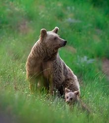تحقق آرزوی دیدن خرس مادر و توله اش + عکس