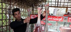 پرورش شترمرغ صنعت پرسود اما ناشناخته در تبریز + عکسها