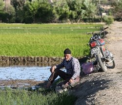 کشت برنج در لنجان اصفهان + عکسها