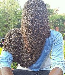 مرد هندی با 60 هزار زنبور روی سر و صورت! + عکسها