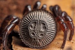 دام مرگبار عنکبوت دکمه ای برای علاقمندان به عتیقه جات! + تصاویر