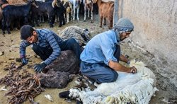 چیدن پشم گوسفندان به روش سنتی + عکسها