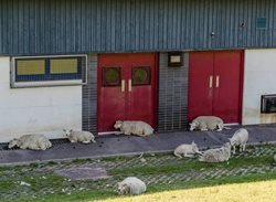 گوسفندان به دنبال سایه + عکس