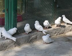 سکوت در باغ پرندگان بندرعباس در روزهای کرونایی + عکسها