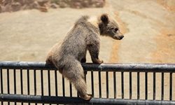 تصاویری تماشایی از حیوانات در باغ وحش باراجین