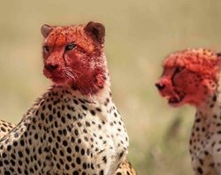 سر و صورت خونی یوزپلنگ ها پس از خوردن شکار + تصاویر
