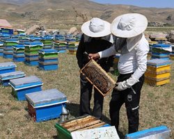 پرورش زنبور عسل در سبلان + عکسها