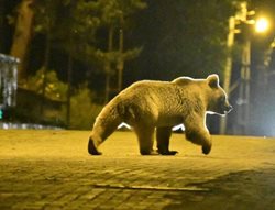 قدم زدن خرس درخیابان های ترکیه + تصویر