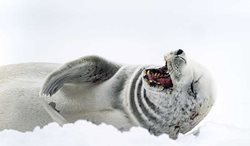 تصاویری خاص از حیات وحش قطب
