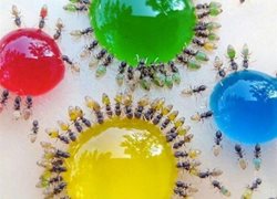 مورچه های زیبا اما مزاحم + تصاویر