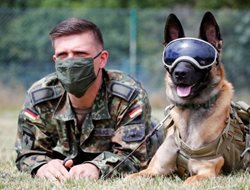 آموزش سگ های کرونایاب در ارتش آلمان + تصاویر