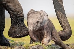 تلاش بچه فیل برای ایستادن روی پاهایش + تصاویر
