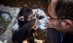 باران، تنها بچه شامپانزه ایران + عکسها