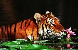 پارک ملی پریار | تماشای زیباترین ها در هند
