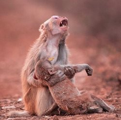 گریه و زاری میمون مادر پس از مرگ فرزندش + عکس
