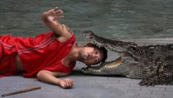 مزرعه تمساح ها در تایلند + عکسها