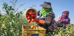 فصل برداشت گوجه فرنگی در مشهد + عکسها