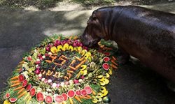 جشن تولد 55 سالگی یک اسب آبی در تایلند + عکس