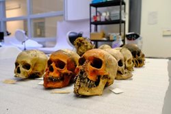 اعلام حذف نمایش بقایای انسانی در یک موزه