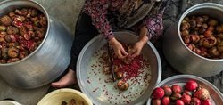 برداشت و پخت رب انار در باغات دهستان یساقی + عکسها