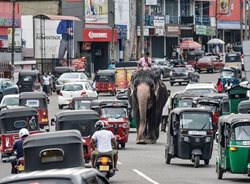 قدم زدن فیل در ترافیک + عکس