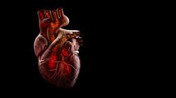 20 درصد بیماران کرونایی به آسیب عضله قلب دچار می شوند
