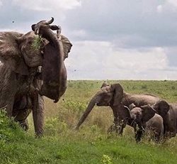 نبرد فیل با بوفالوی قاتل + عکسها