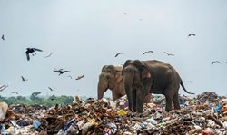 فیل های زباله خوار در سریلانکا + عکسها