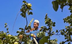 کشاورزان اصفهانی در فصل برداشت به + عکسها