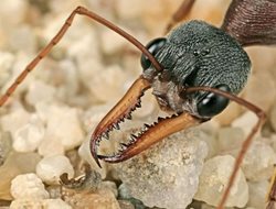 بولداگ، خطرناک ترین مورچه دنیا! + عکس
